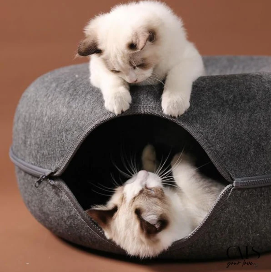 Discover the Secret Adventure of Cat Tunnels!