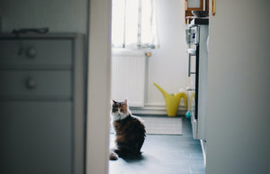 "The benefits of training cats in apartments: tips and advice for a happy cat"