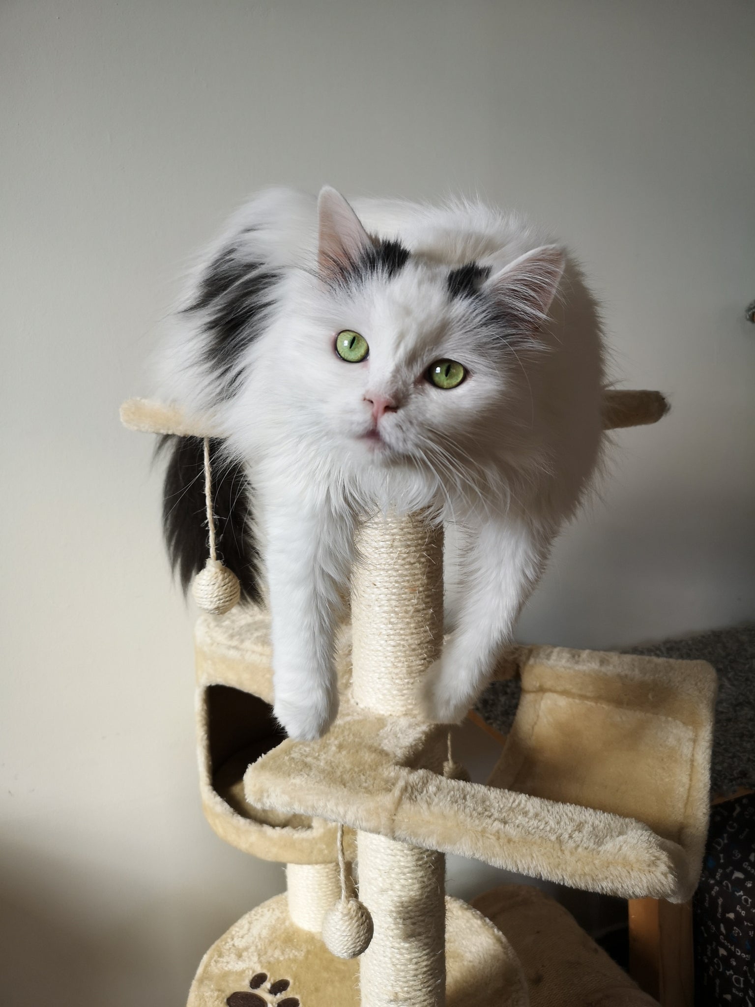 Find the best cat scratcher - Comparison of available models
