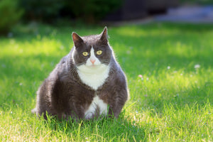 Preventing Obesity in Cats: Proper Diet and Exercise