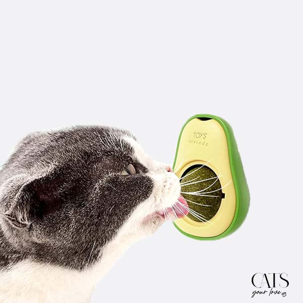 Chavocado Plaisir - Cats Your Love